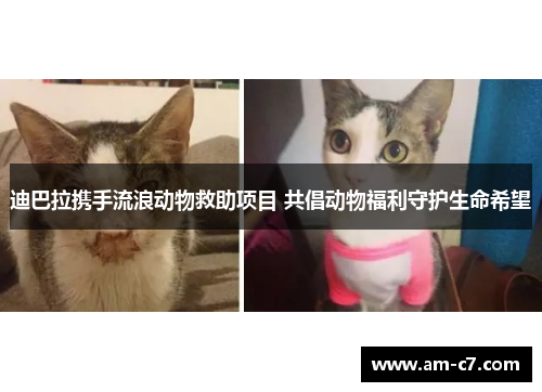 迪巴拉携手流浪动物救助项目 共倡动物福利守护生命希望